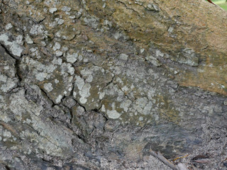 Dry tree bark background image