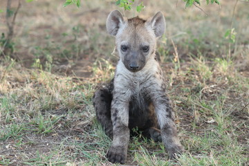 Spotted hyena cub (crocuta crocuta) in the african savannah.