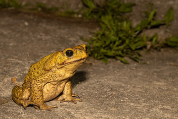 Yellow Cururu Toad - Rhinella icterica