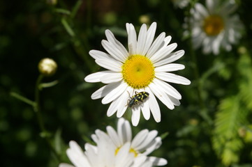 Fototapeta premium Bug on Flower
