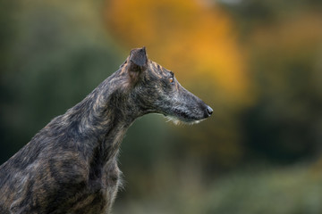 Rauhaar Galgo Portrait