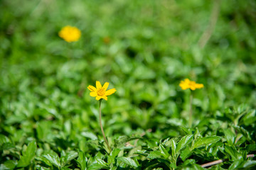 Singapore dailsy flower