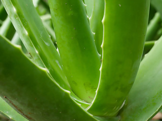 Aloe Vera, herbal plant nourishing skin