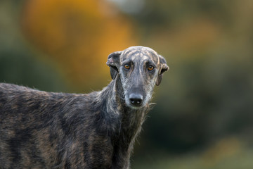 Rauhaar Galgo Portrait