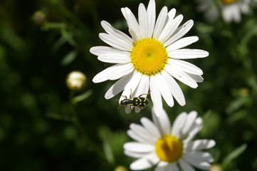 Fototapeta premium Bug on Flower