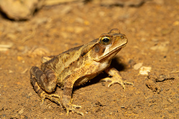 Ornate Toad - Rhinella ornata