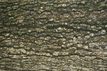 old wood background
