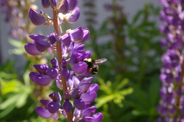 Bumblebee Lupin