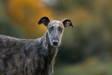 Rauhaar Galgo Portrait