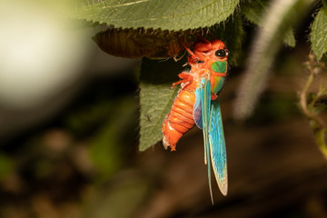 Cicada in metamorphosis in southeastern Brazil