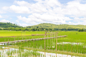 Wood bridge, Farmer planting of the rice season, be prepared for planting.