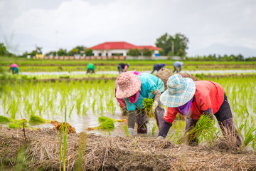 Farmers are planting rice in the rice fields according to the season of planting. - 299567304