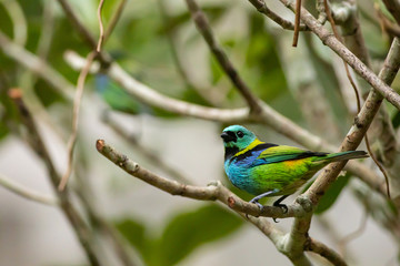 Green-headed tanager - Tangara seledon