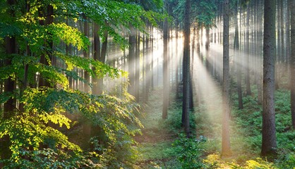 Panele Szklane  Promienie słońca we mgle w mglisty poranek zielony las. Osnabrück, niemcy