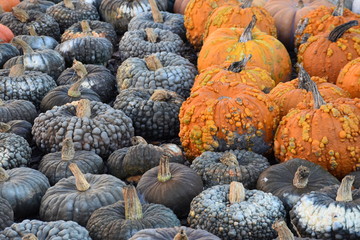 pile of warty pumpkins