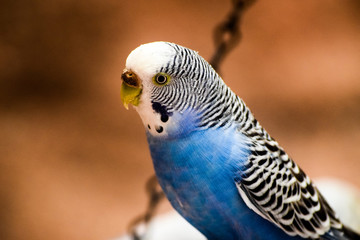 Naklejka premium Blue parakeet