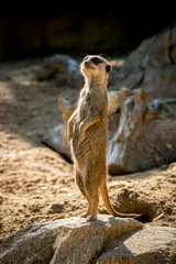 Suricata in typical position watching at horizon