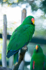 parrot resting at the zoo