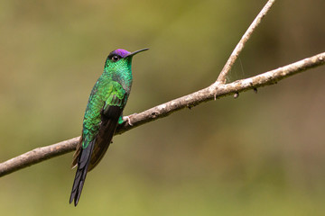 Violet-capped woodnymph hummingbird - Thalurania glaucopis