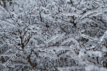 Barberry bush after ice storm