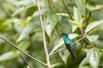 Violet-capped woodnymph - Thalurania glaucopis