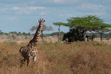 Masai giraffe in Selous Game Reserve in Tanzania