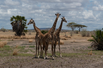 Naklejka na ściany i meble Masai giraffe in Selous Game Reserve in Tanzania