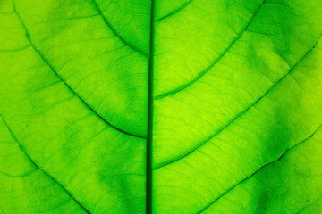 Fototapeta na wymiar The Green Leaf Texture background with light behind.