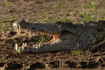 The NIle Crocodile on the banks of the Rufiji River in Tanzania