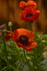 Obraz premium Garden poppies in bloom among the greenery of our garden