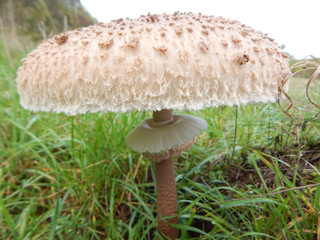 Pilz im Wald in Deutschland Sommer