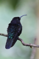 Fototapeta premium Campyloptère violet (Campylopterus hemileucurus)