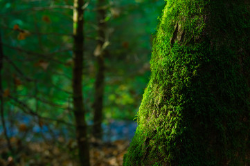 Moss on an old tree against the background of the forest.