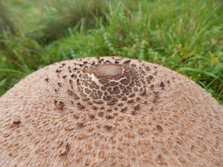 Pilz im Wald in Deutschland Sommer