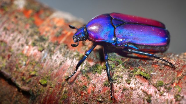 Flower chafers or flower scarabs (Cetoniinae) in terrarium