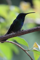 Obraz premium Campyloptère violet (Campylopterus hemileucurus)