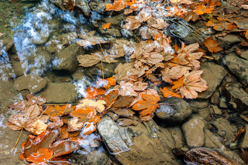 Maple leaves lie on the water in autumn.