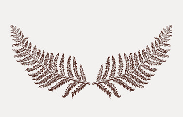 Hand drawn fern leaf plant. Symmetrically arranged two leaves of fern. Vector illustration of a beautiful decor of nature element.