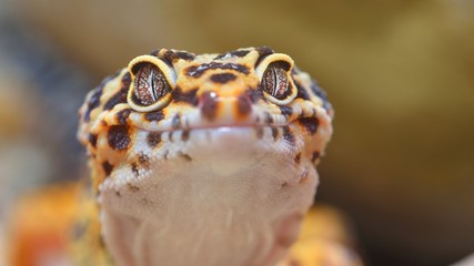 Leopard gecko Eublepharis macularius in the Zoo