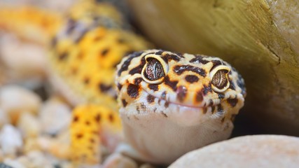 Leopard gecko Eublepharis macularius in the Zoo