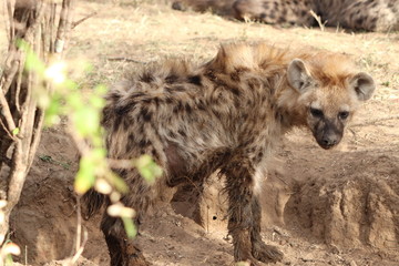 Young and fluffy spotted hyena (crocuta crocuta) in the african savannah.