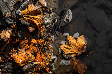 Maple leaves lie on the water in autumn.