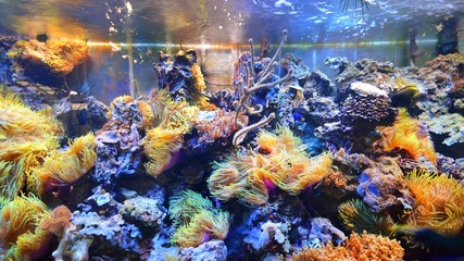 marine aquarium on display in a zoo