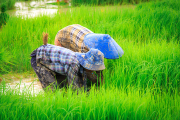 Farmers are planting rice in the rice fields according to the season of planting.