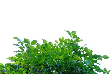 Trooical tree with leaves branches on white isolated background for green foliage backdrop 