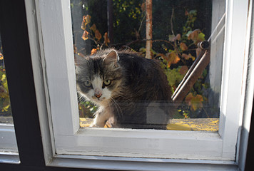 The cat basks in the sun in cool weather.