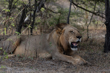Obraz na płótnie Canvas Lions in Selous Game Reserve, Tanzania