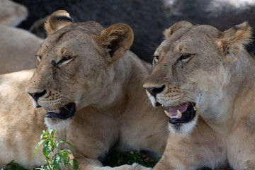 Fototapeta premium Lions in Selous Game Reserve, Tanzania