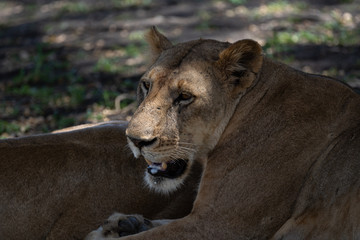 Lions in Selous Game Reserve, Tanzania