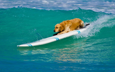 dog is surfing